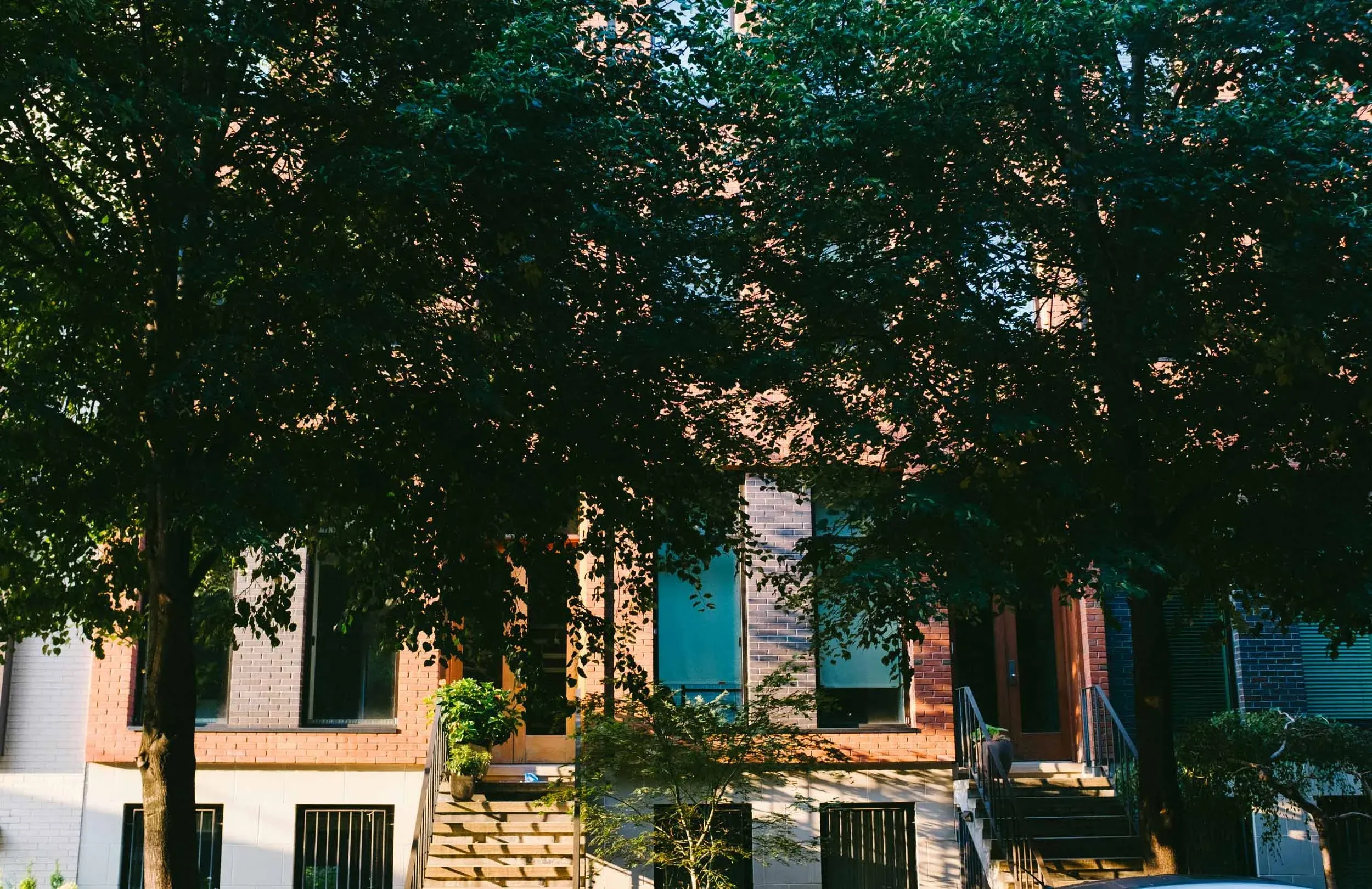 Tree-lined residential street in Brooklyn